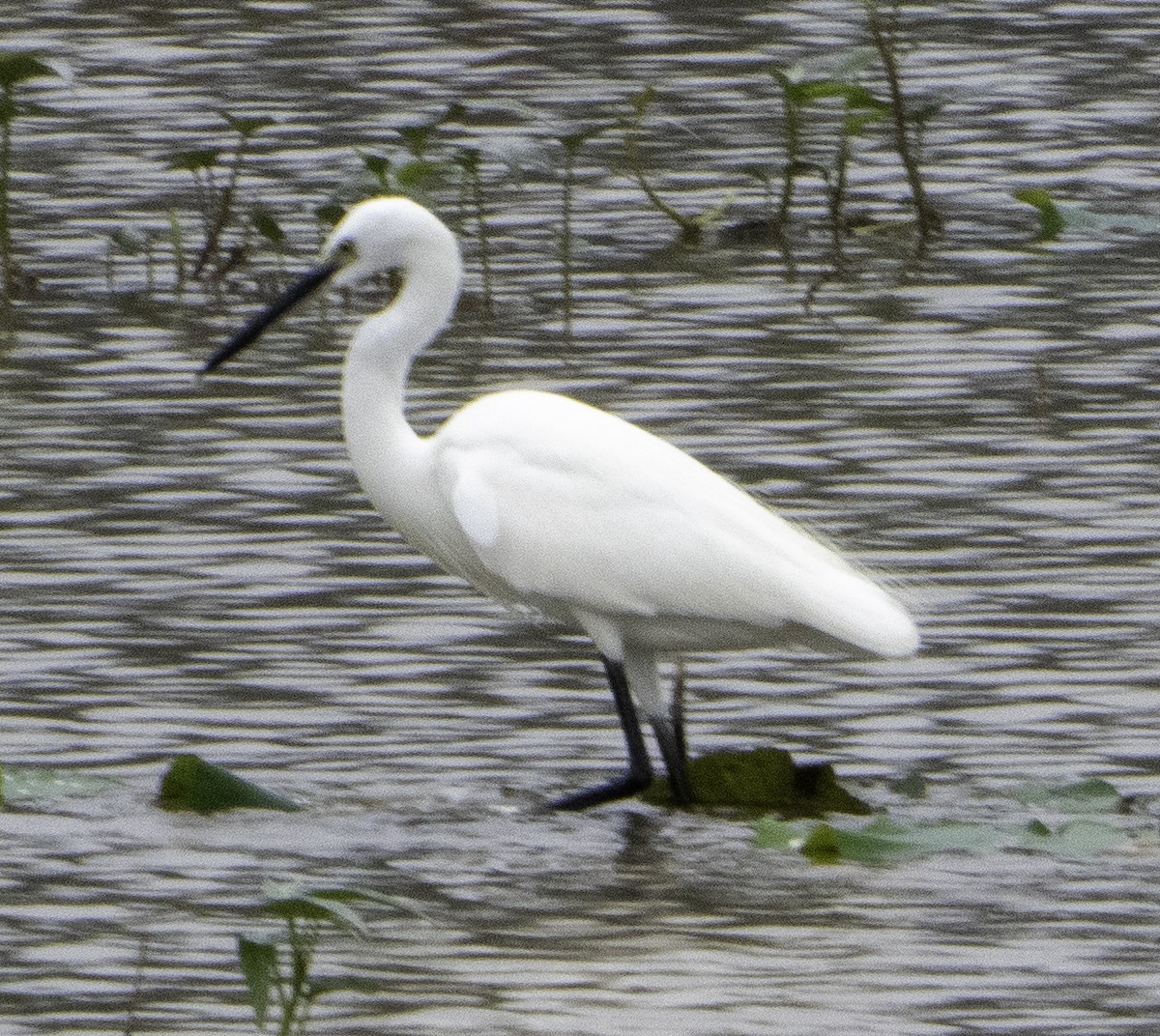 Garceta Común - ML645699557