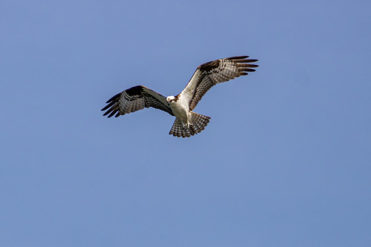 Osprey - ML645699558