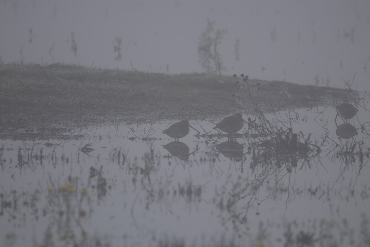 Wilson's Snipe - ML645699559