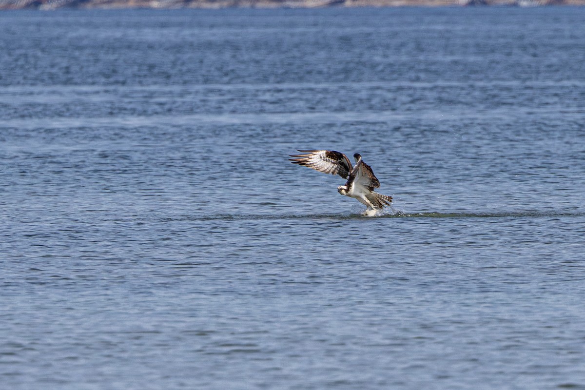 Osprey - ML645699560