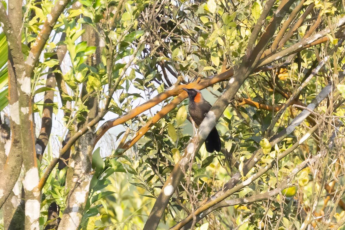 Rufous-necked Laughingthrush - ML645699561