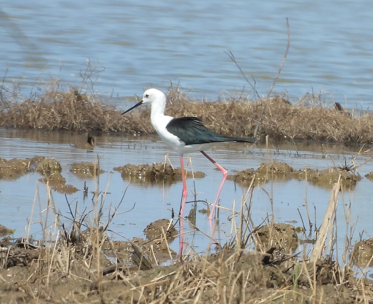 Black-winged Stilt - ML645699562