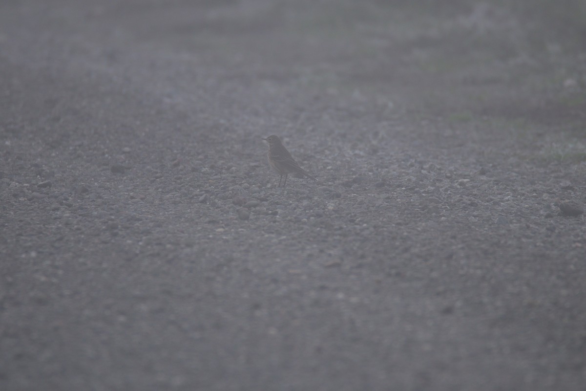 American Pipit - ML645699563