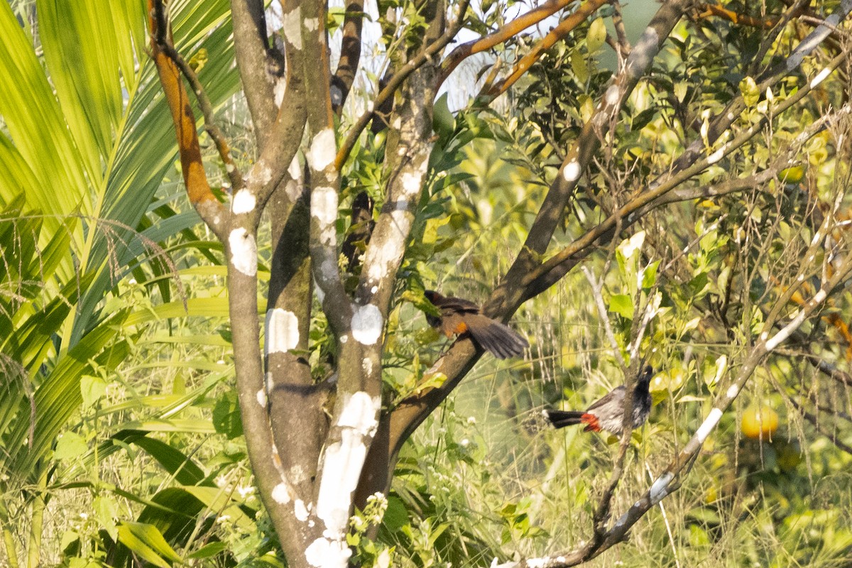 Rufous-necked Laughingthrush - ML645699567