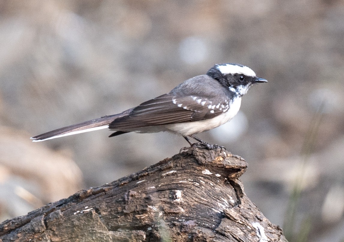 White-browed Fantail - ML645699569