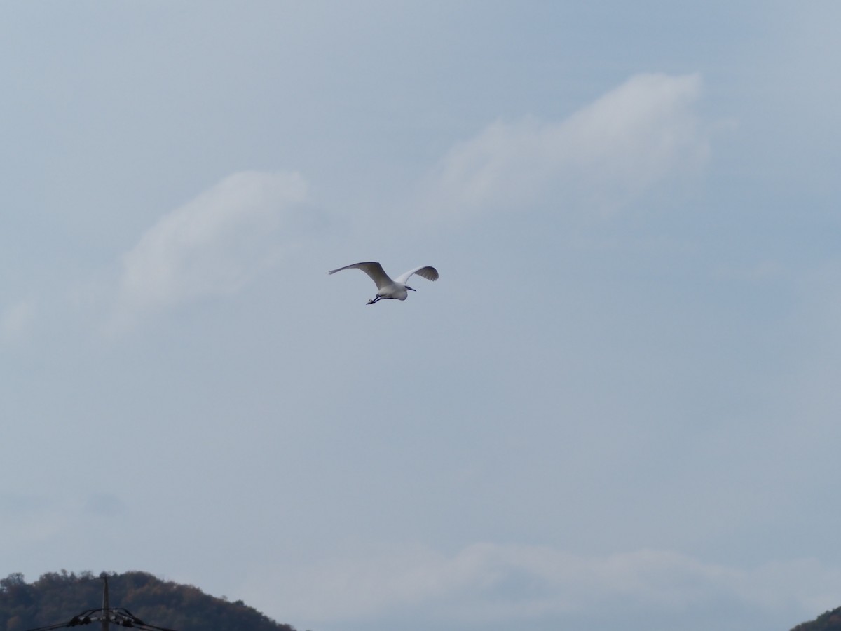 Little Egret - ML645699572