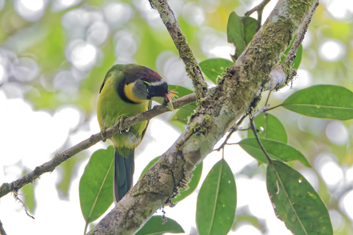 Fire-tufted Barbet - ML645699573