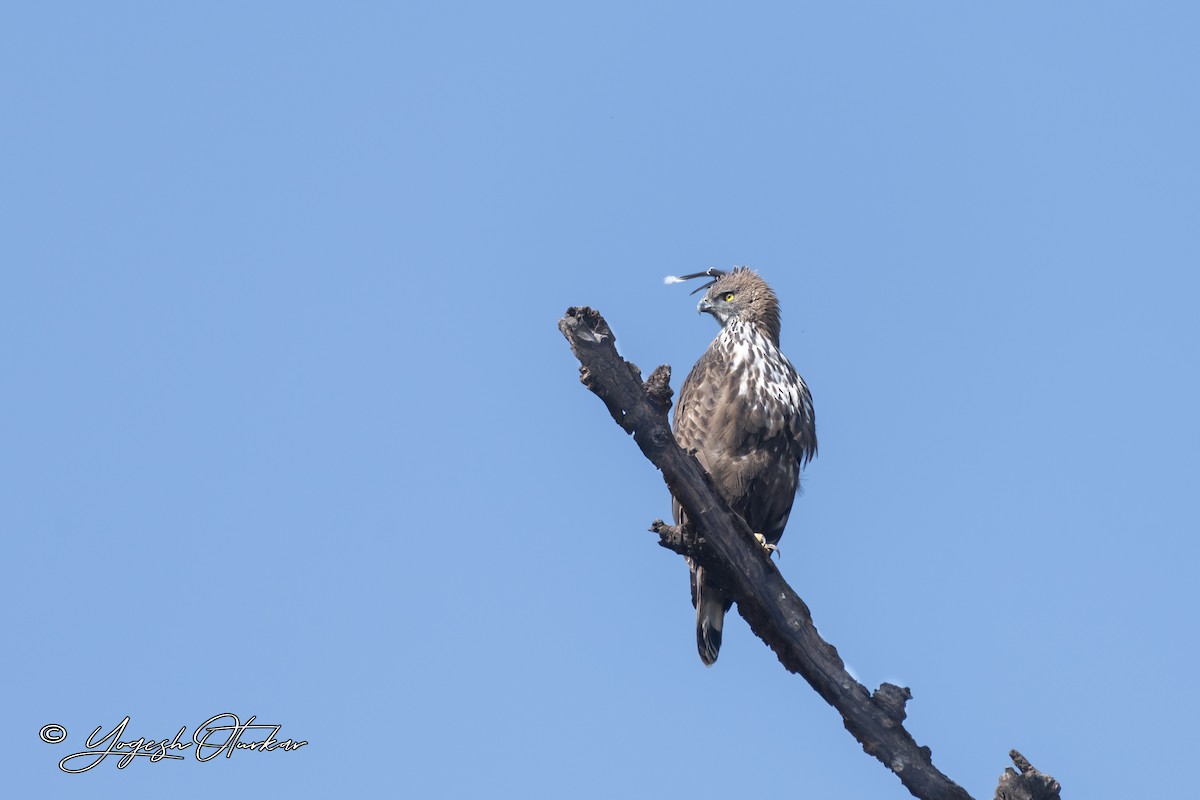 Changeable Hawk-Eagle - ML645699574
