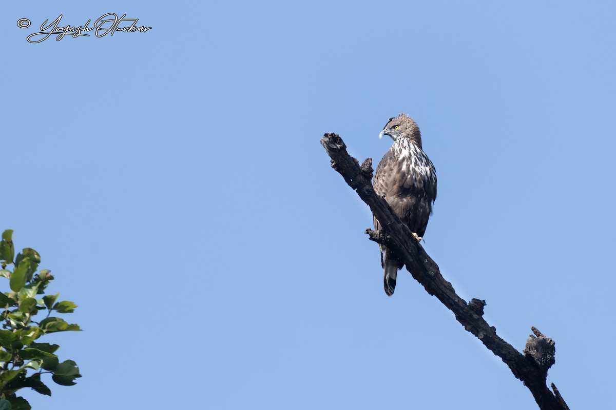 Changeable Hawk-Eagle - ML645699575