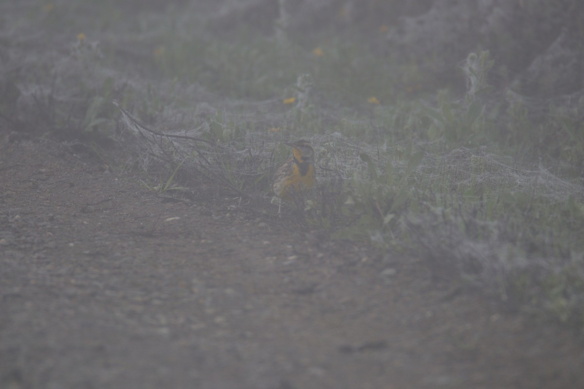 Western Meadowlark - ML645699578