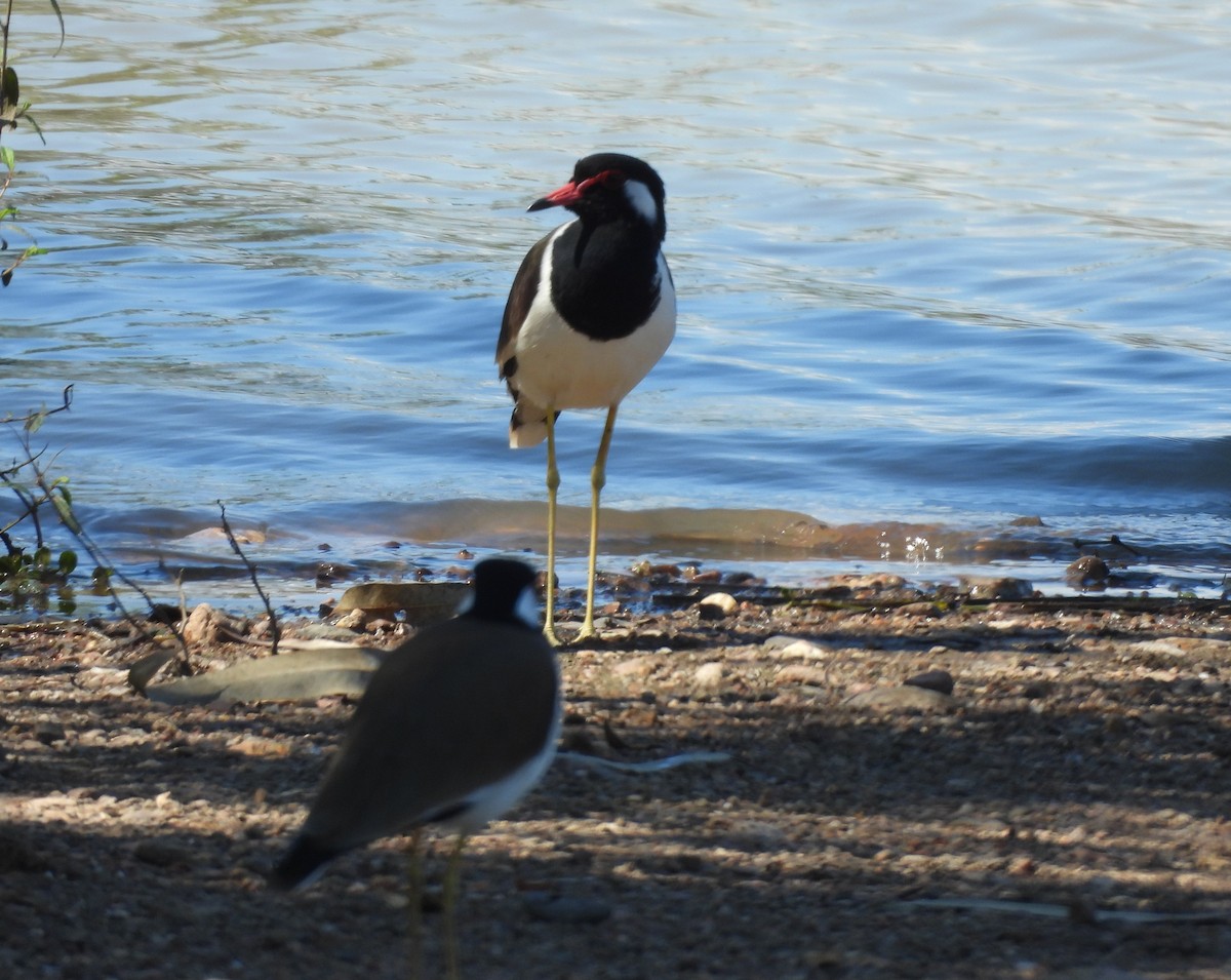 Red-wattled Lapwing - ML645699580