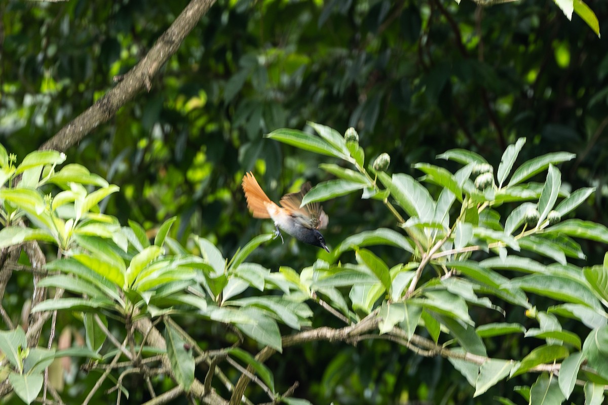 Blyth's Paradise-Flycatcher - ML645699581