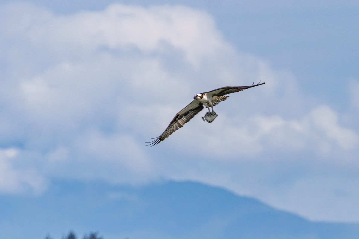 Osprey - ML645699582