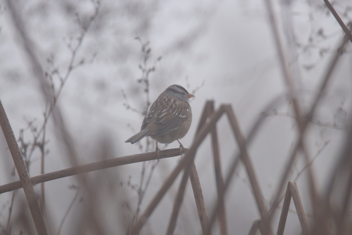 White-crowned Sparrow - ML645699583