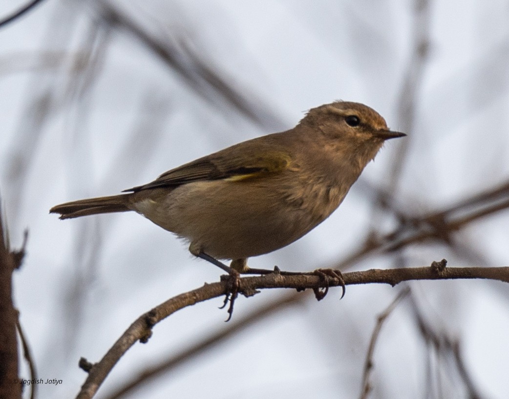 Common Chiffchaff - ML645699584