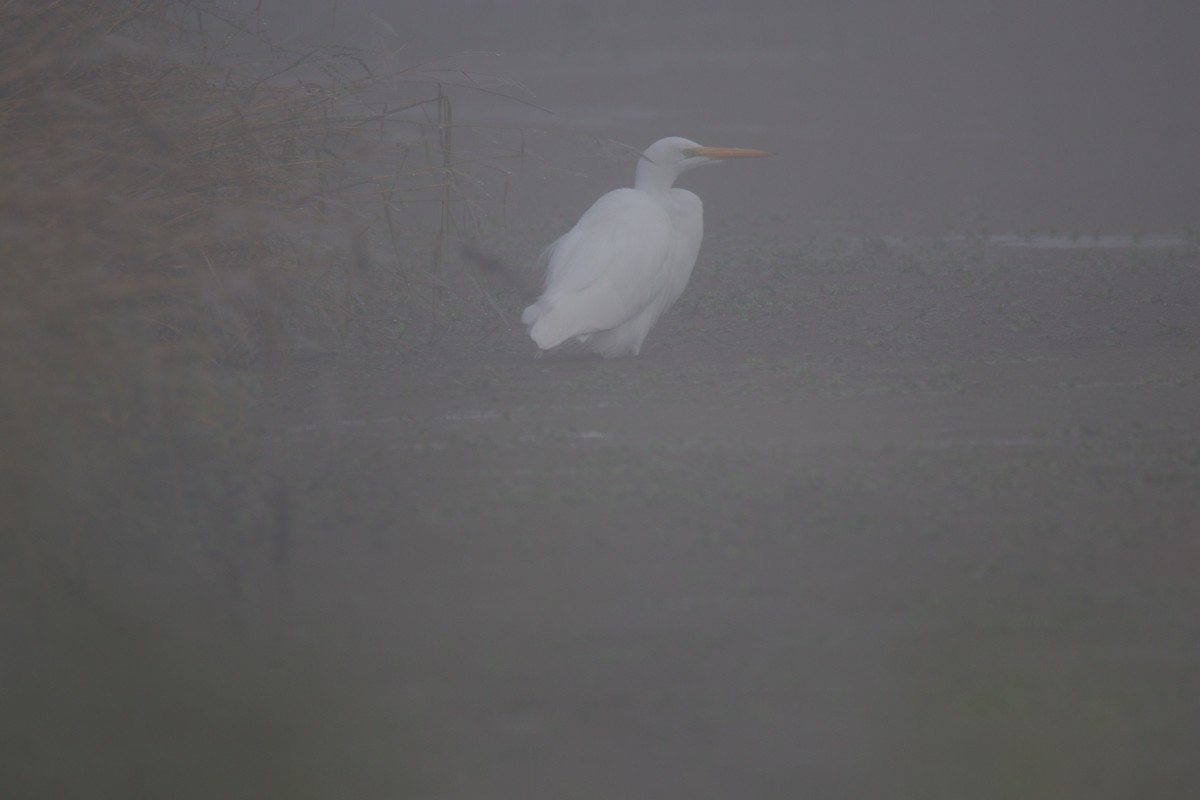 Great Egret - ML645699585