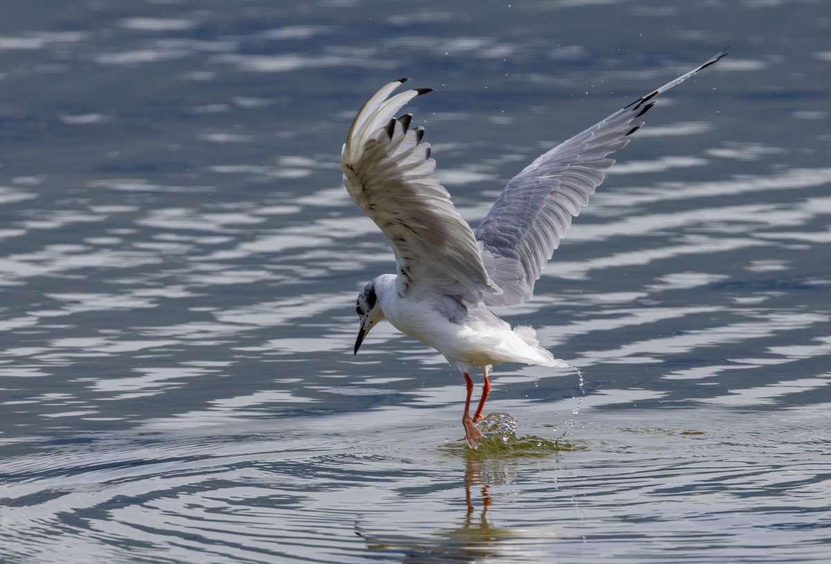 Bonaparte's Gull - ML645699586
