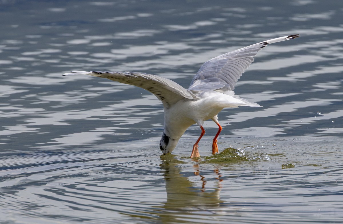 Bonaparte's Gull - ML645699587