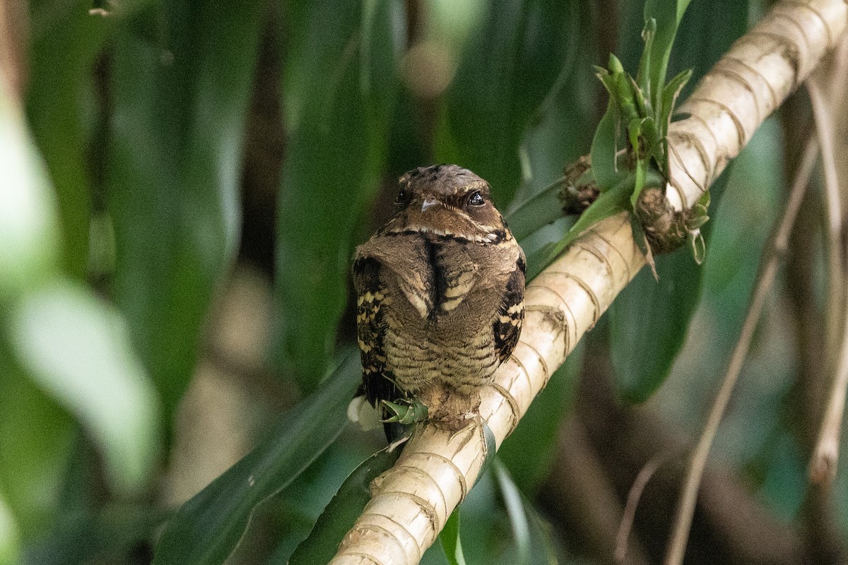 Large-tailed Nightjar - ML645699588