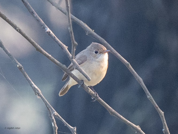 Red-breasted Flycatcher - ML645699589