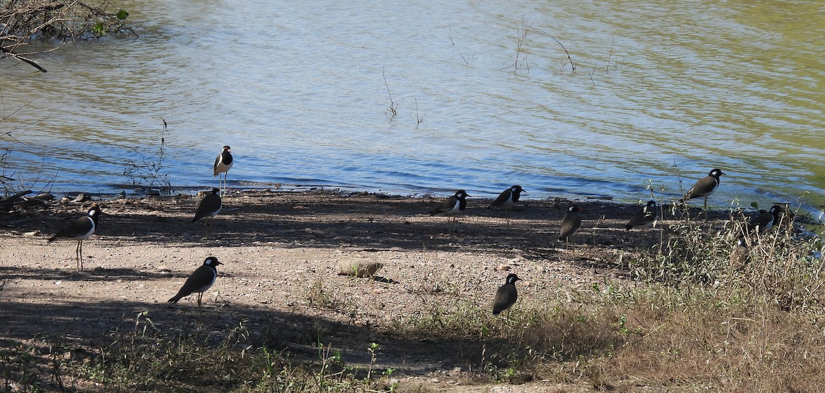 Red-wattled Lapwing - ML645699591