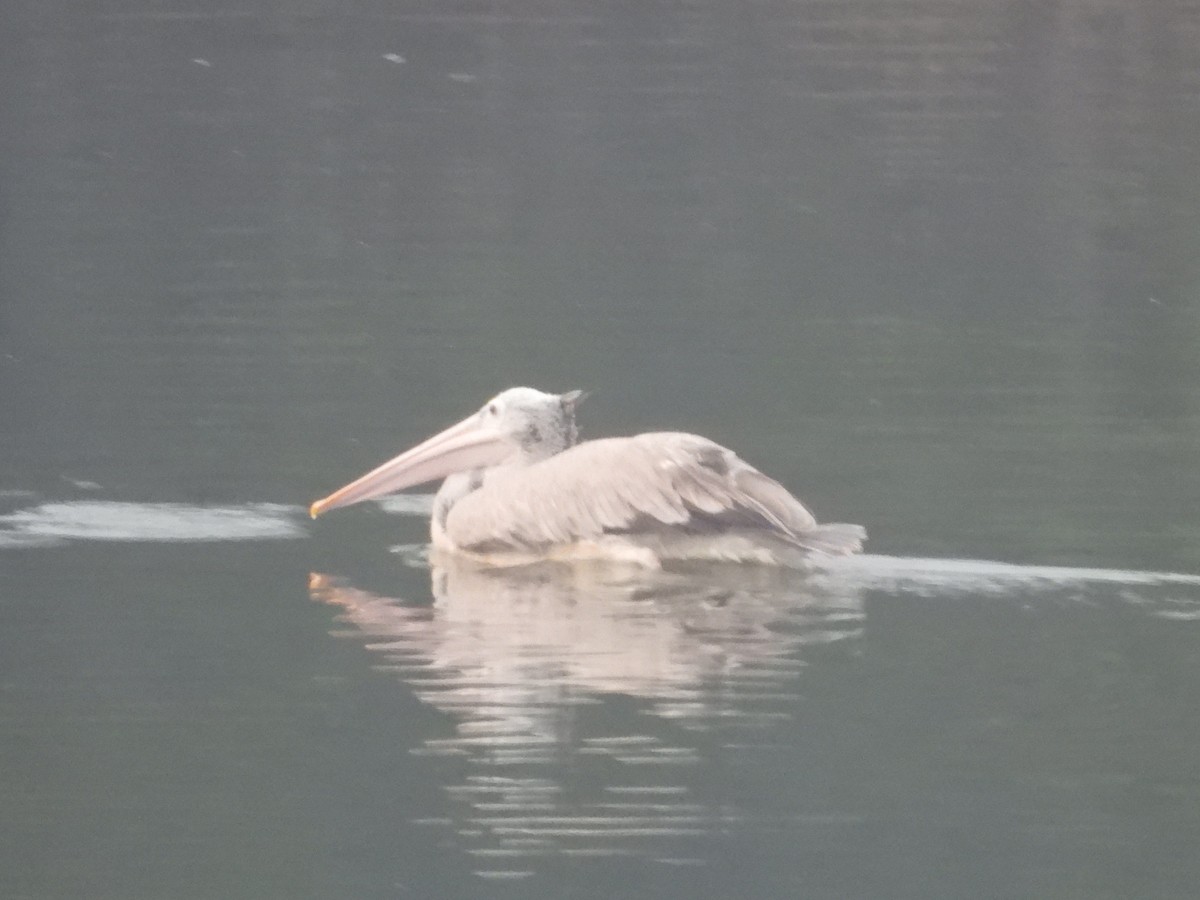 Pelikano tantoduna - ML645699593