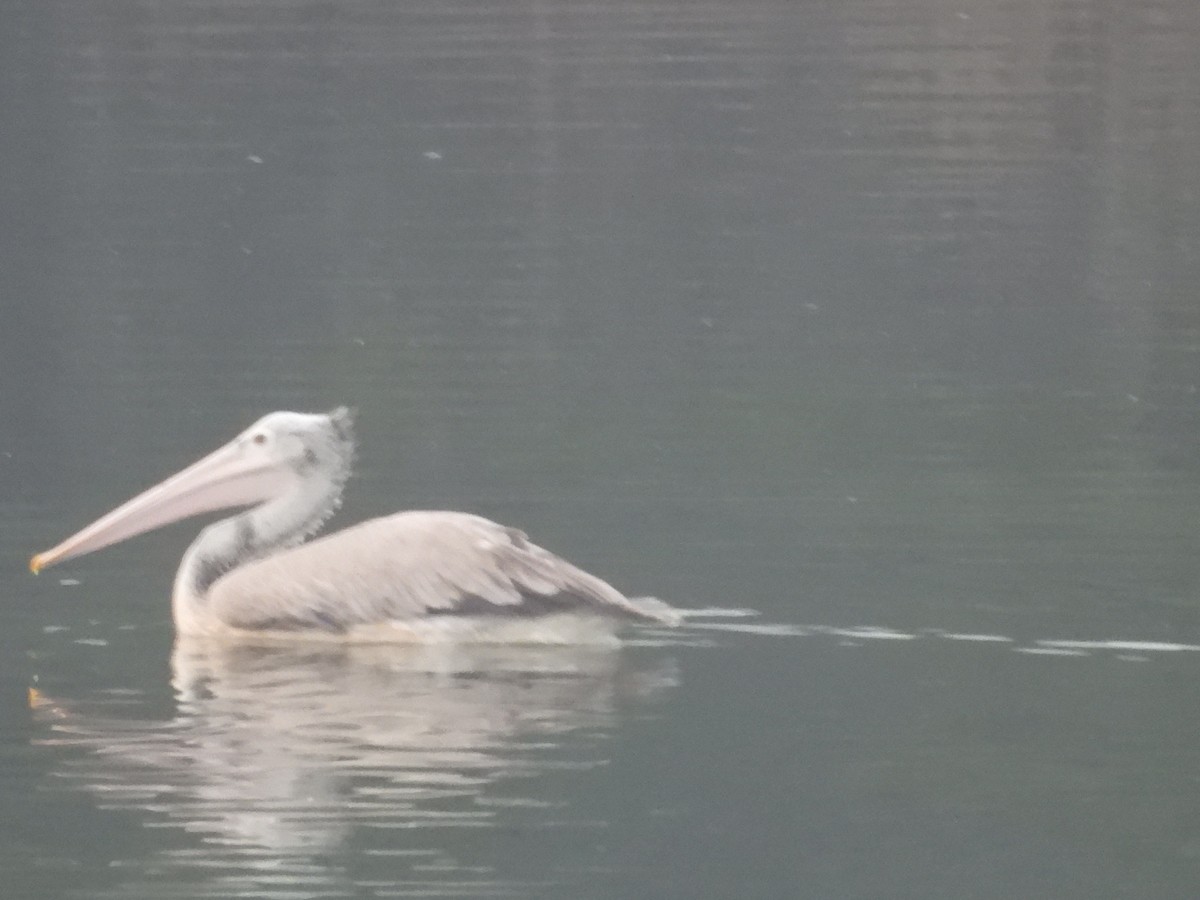 Pelikano tantoduna - ML645699594