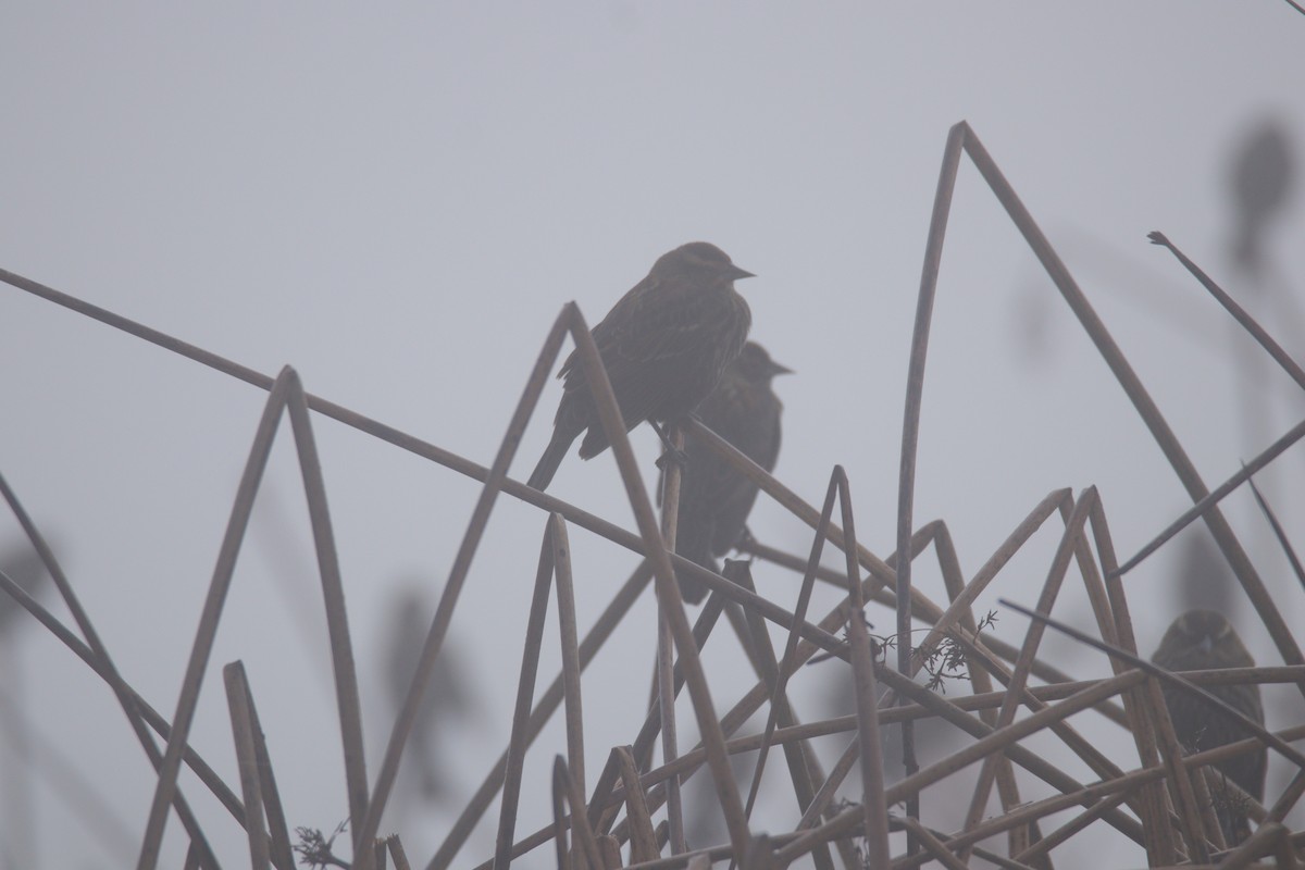 Red-winged Blackbird - ML645699598