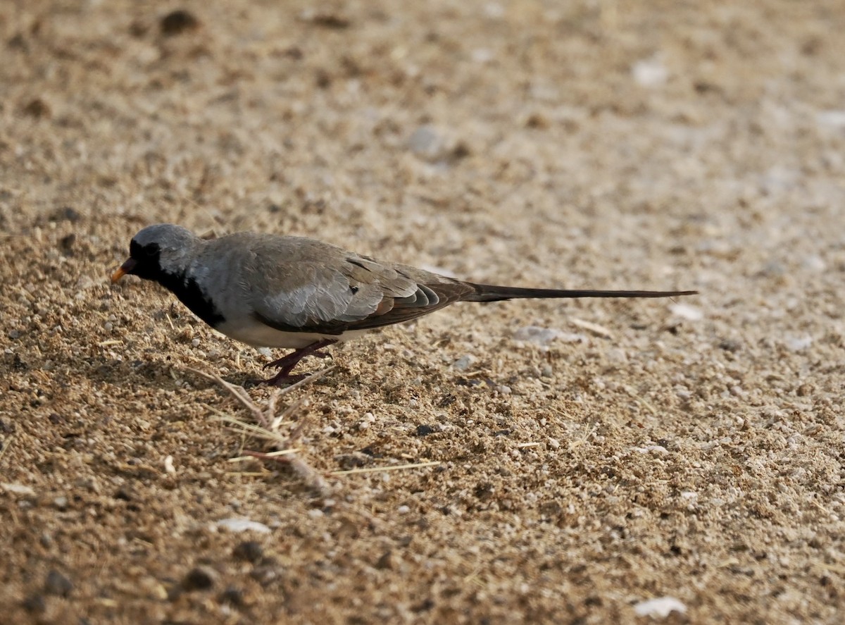 Namaqua Dove - ML645699617