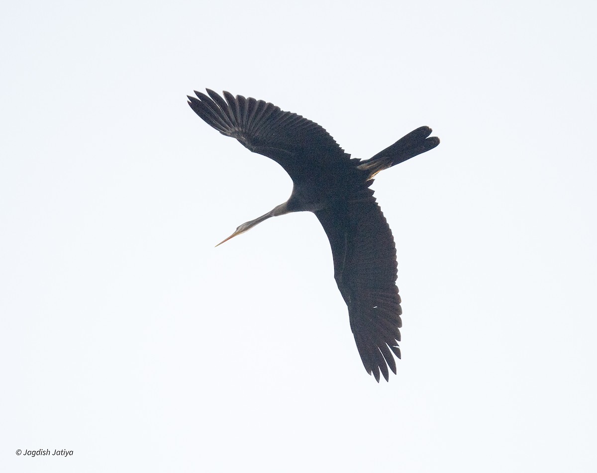 Anhinga roux - ML645699622