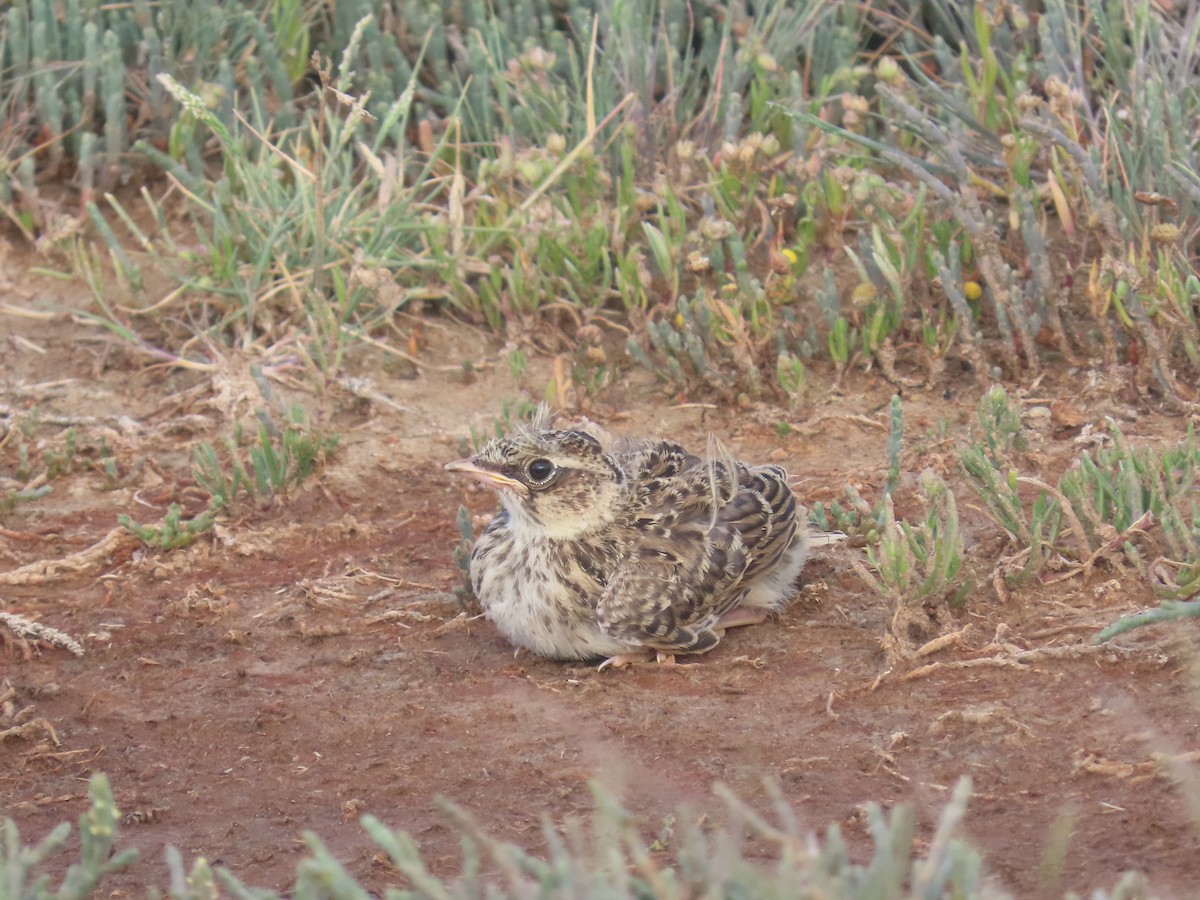 ヒバリ - ML645699633