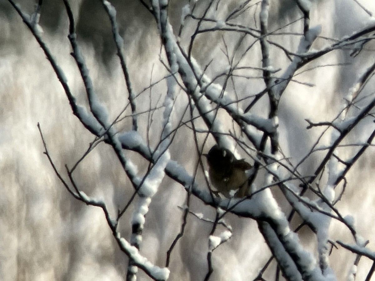 Eurasian Wryneck - ML645699637
