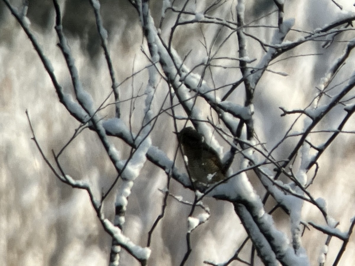 Eurasian Wryneck - ML645699638