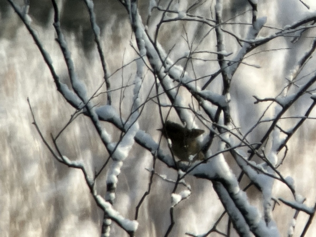 Eurasian Wryneck - ML645699639