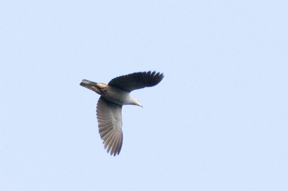 Fahlbauch-Fruchttaube - ML645699642