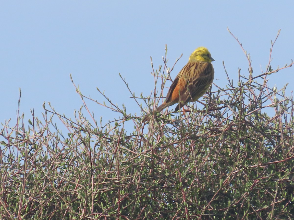 キアオジ - ML645699644