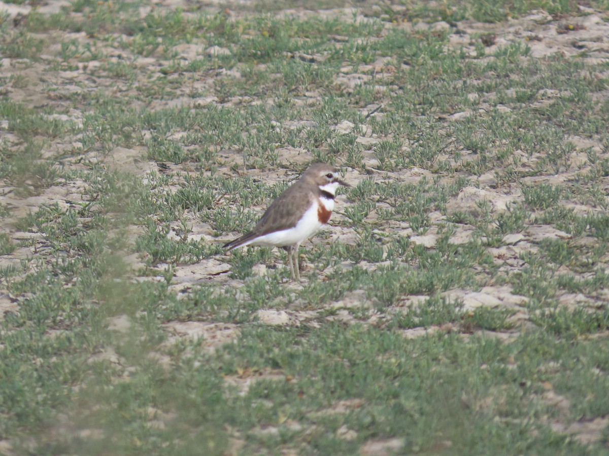 チャオビチドリ - ML645699657