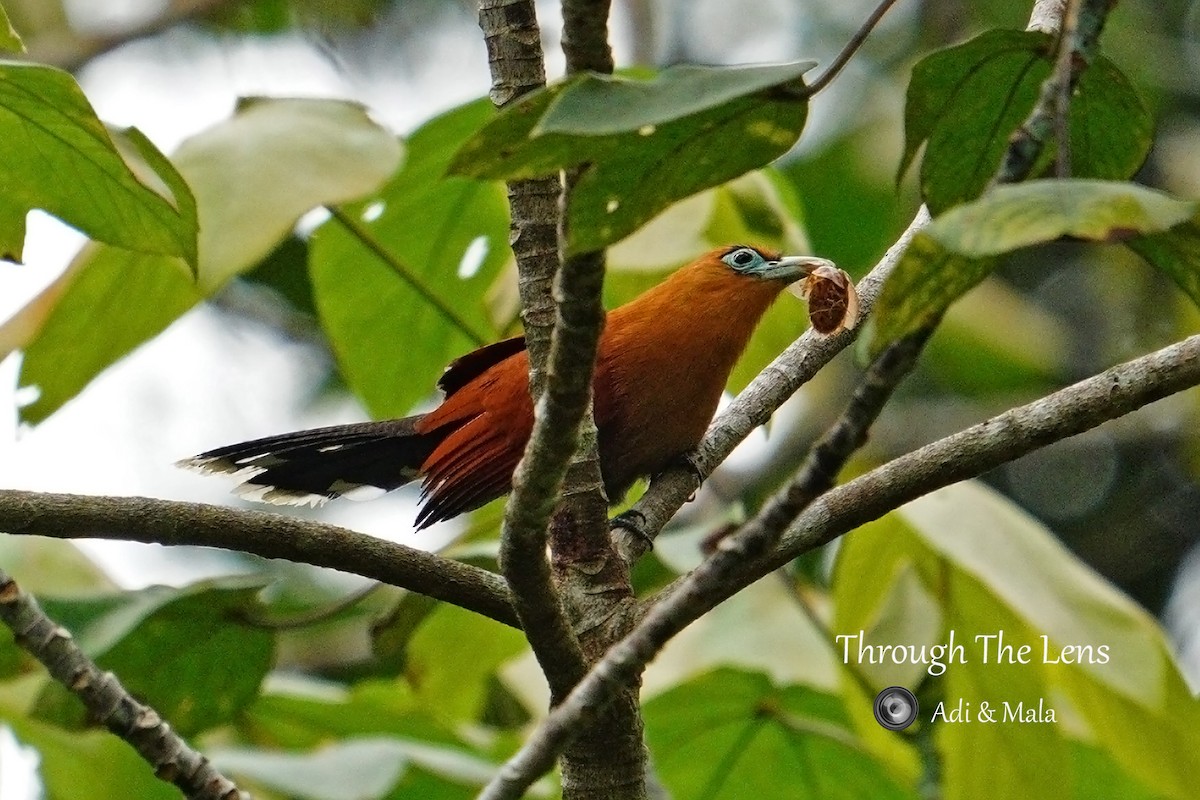 Raffles's Malkoha - ML645699658