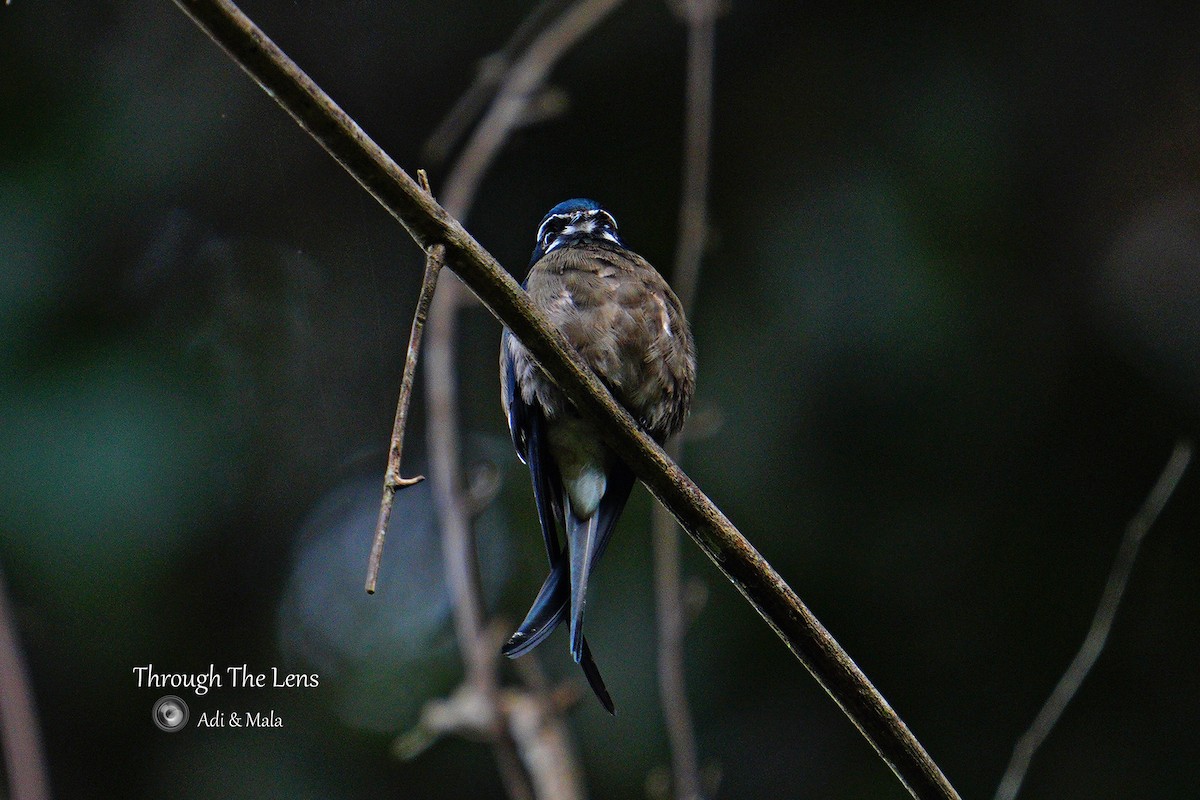 Whiskered Treeswift - ML645699663
