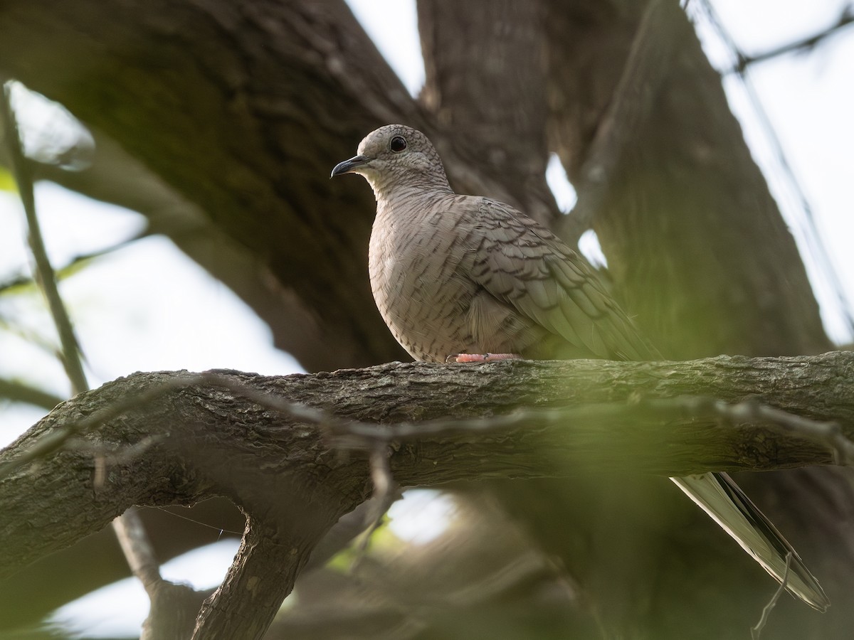 Inca Dove - ML645699665