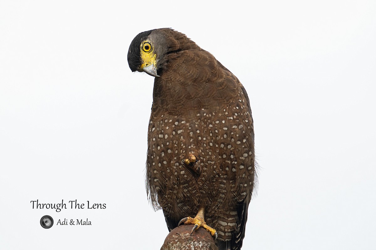 Culebrera Chiíla - ML645699684