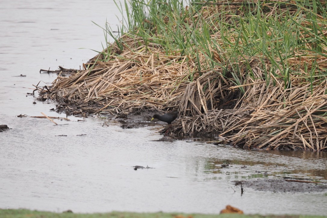 Black Crake - ML645699713