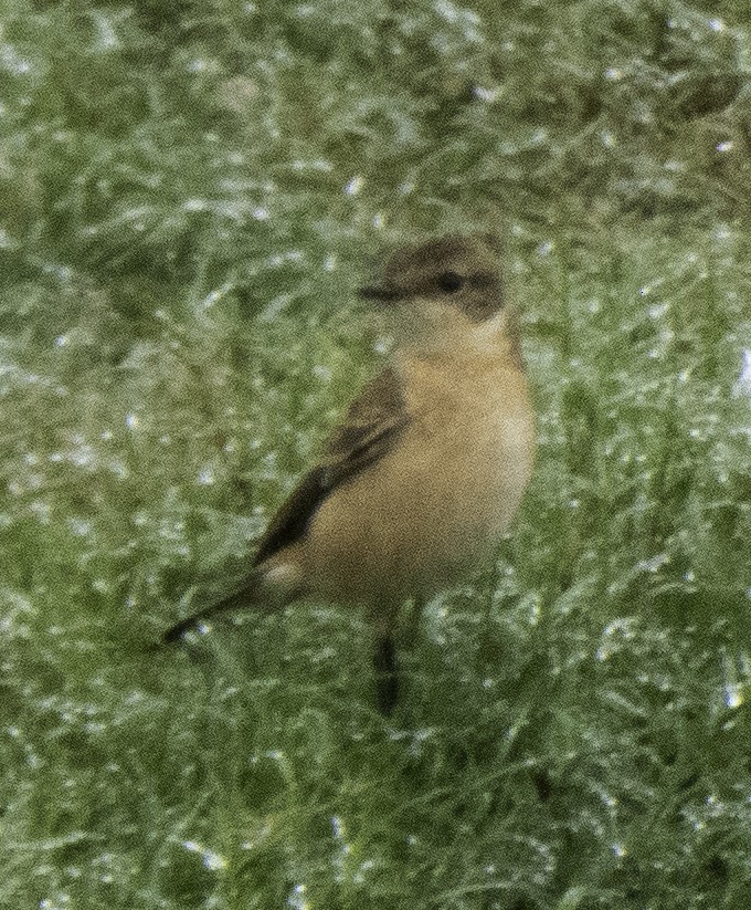 Amur Stonechat - ML645699727
