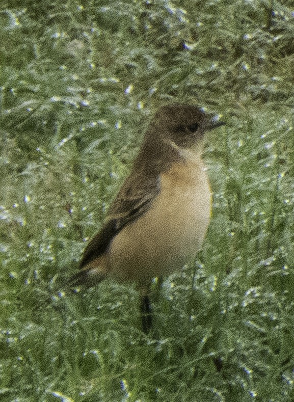 Amur Stonechat - ML645699728