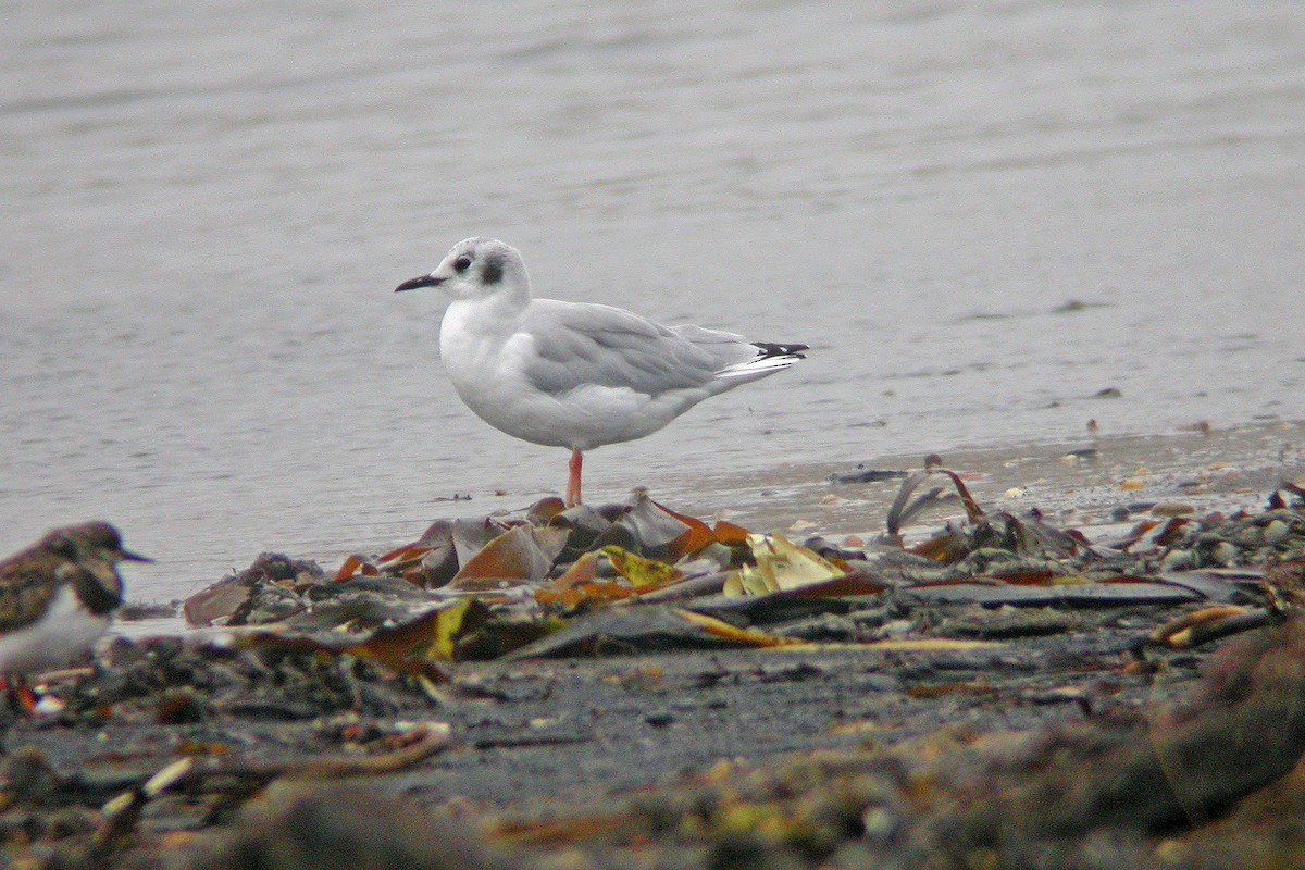 Bonapartemöwe - ML645699757