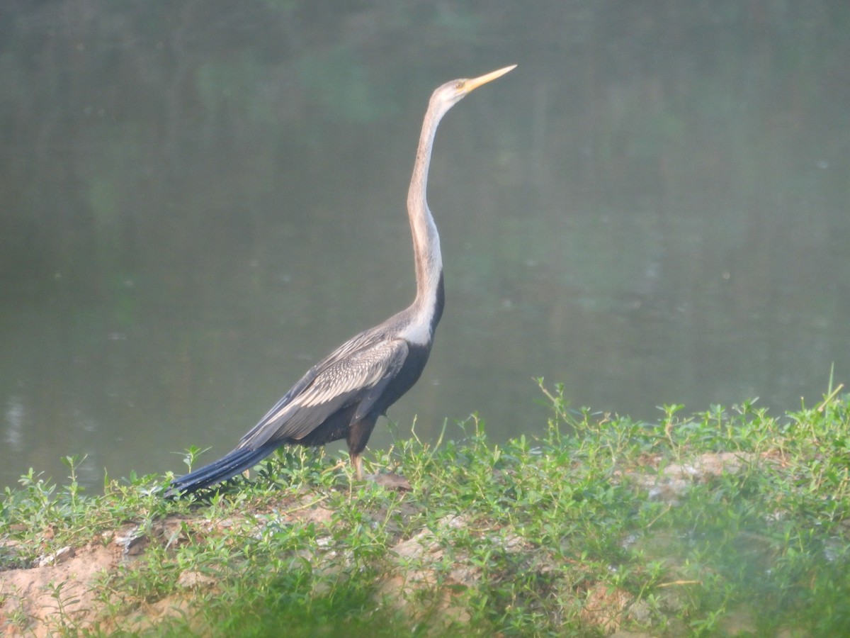 Anhinga roux - ML645699776