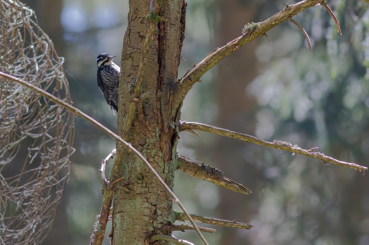 tretåspett - ML645699783