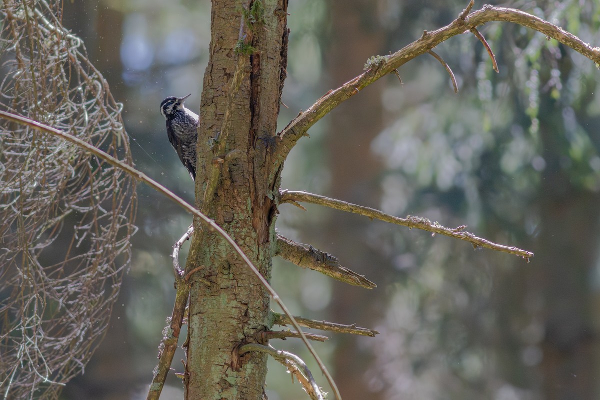 tretåspett - ML645699785