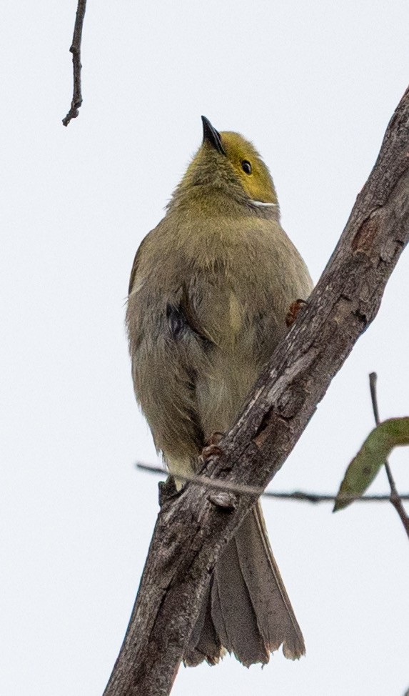 hvitsmykkehonningeter - ML645699791