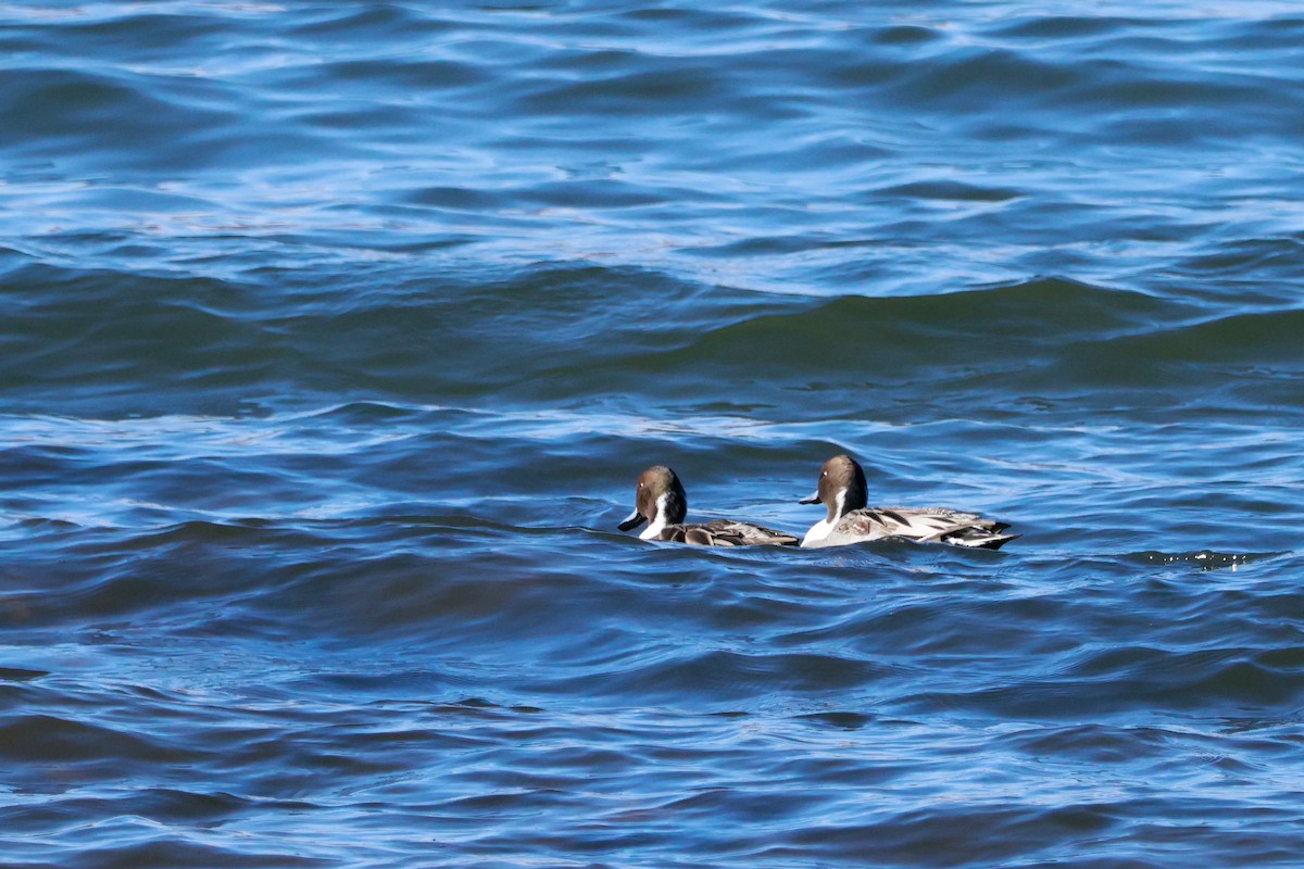 stjertand - ML645699796